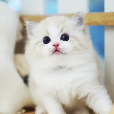 Profile image of 랙돌 아기 고양이