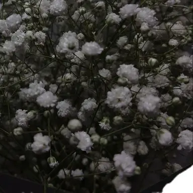 Profile image of しゅーや