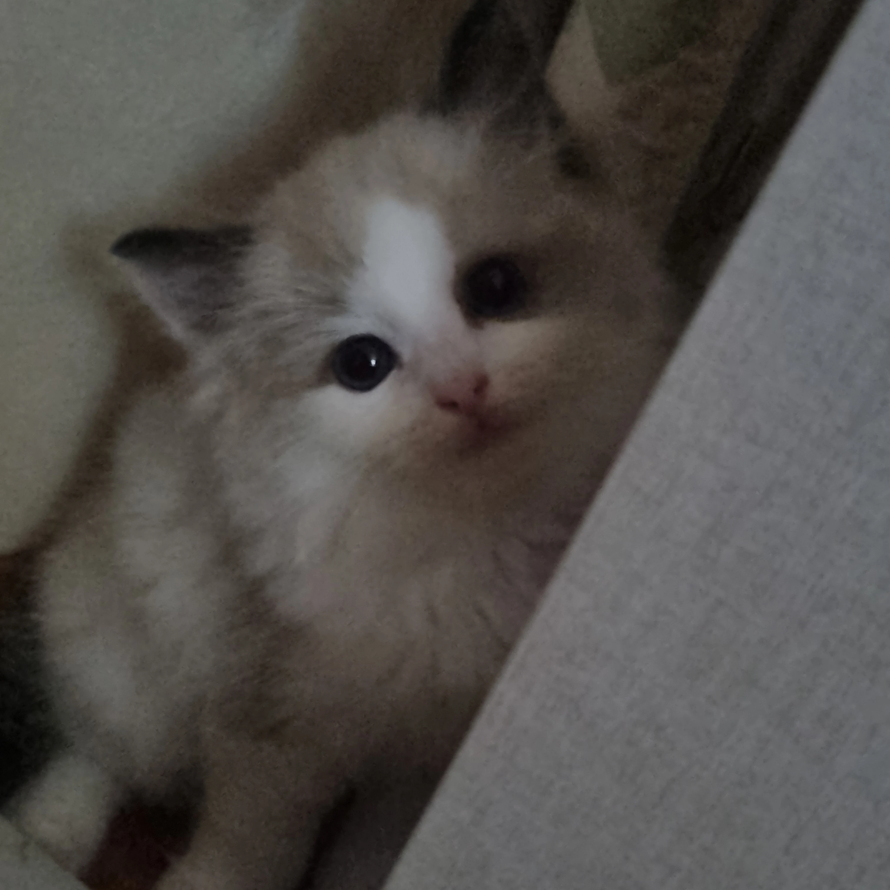 레오