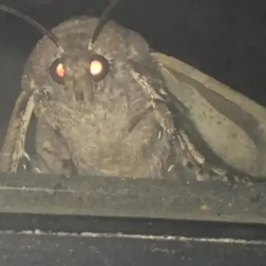 Profile image of Deathmoth