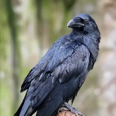 Profile image of 까마귀