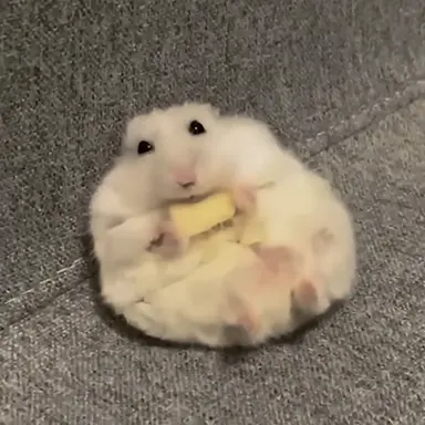 Profile image of 떡뽀끼 뺏어먹는햄찌