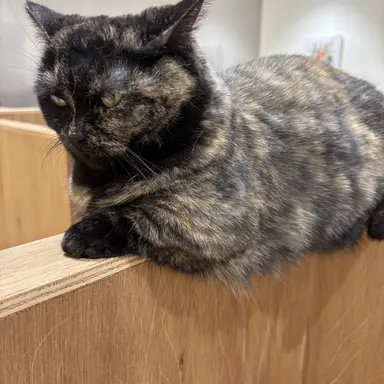 Profile image of 京都