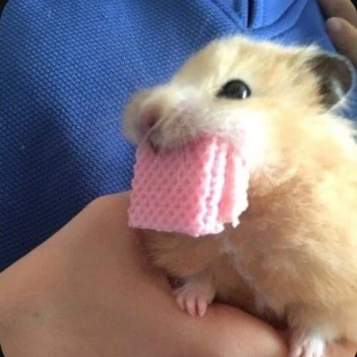 은가