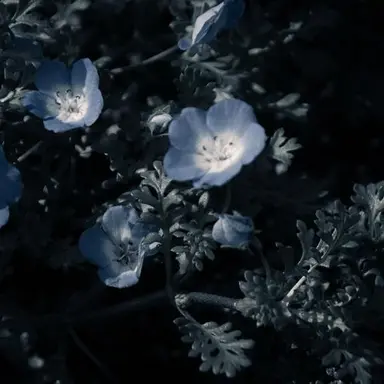 Profile image of 파이브