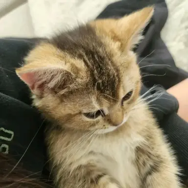 Profile image of 쮸삐