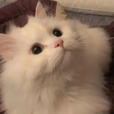 Profile image of 코코