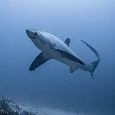 Profile image of 상어들