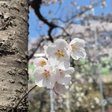 Profile image of 늑대