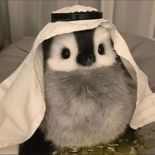 김쭌이
