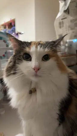 Profile image of Tsumuneko