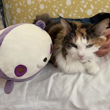 Profile image of Tsumuneko