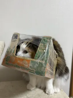 Profile image of Tsumuneko
