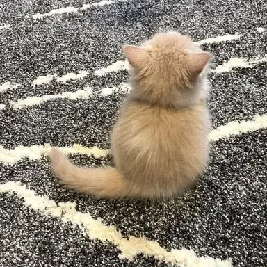 Profile image of 라떼