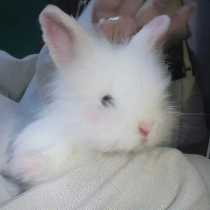crazyatzeta의 うさぎ獣人を育てる