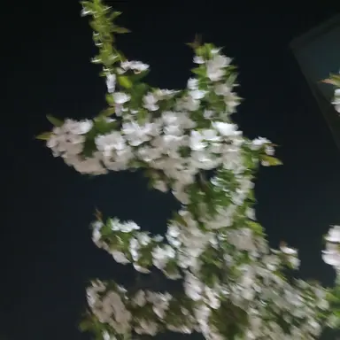Profile image of 정이안
