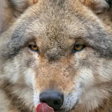 Profile image of 늑대