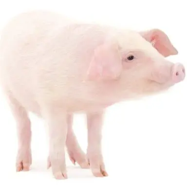 Profile image of 김여우