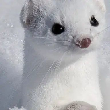 Profile image of 영월