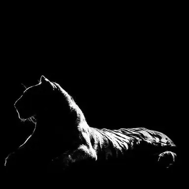 Profile image of 黑虎