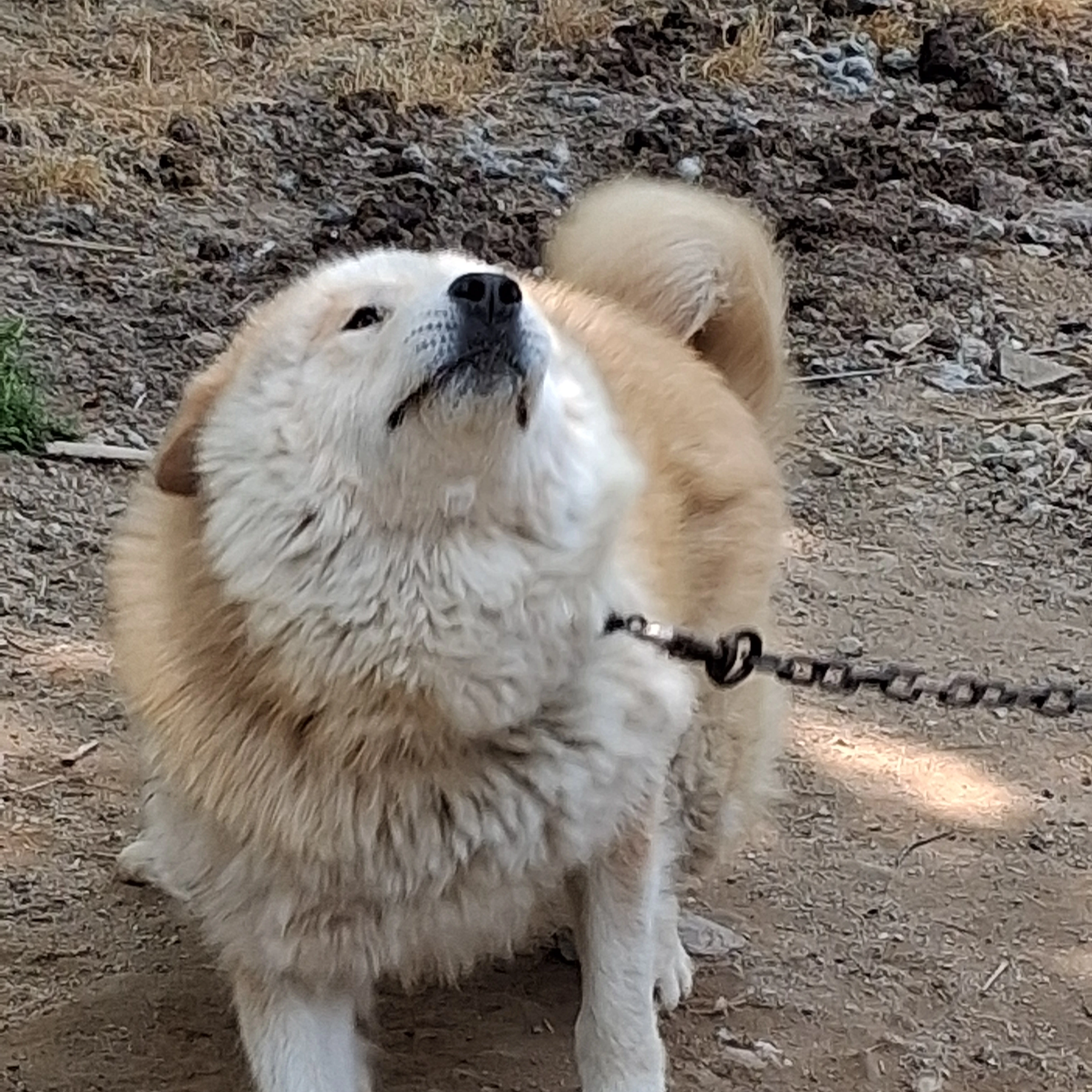 퀸톨