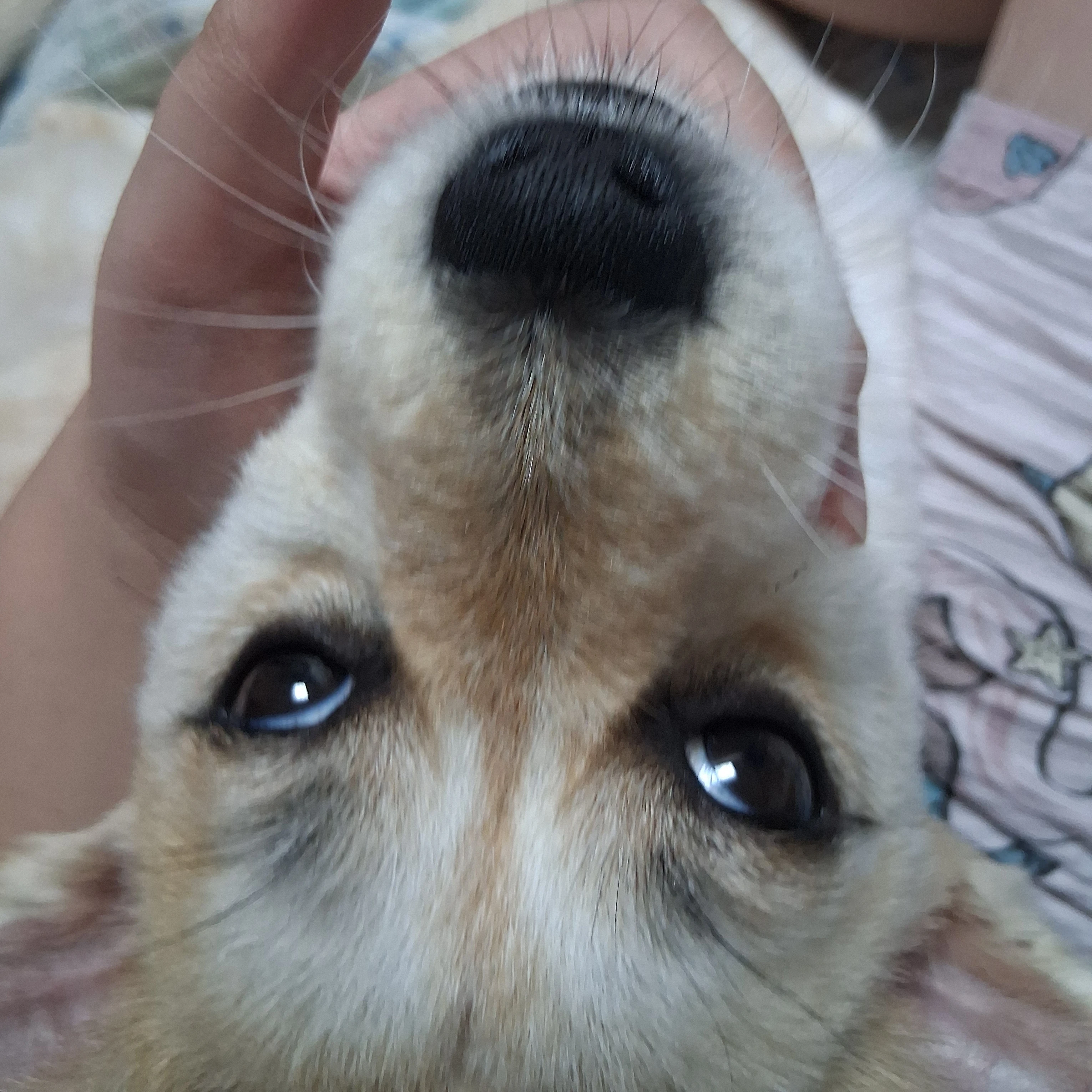 장미