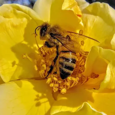 Profile image of 쪼만