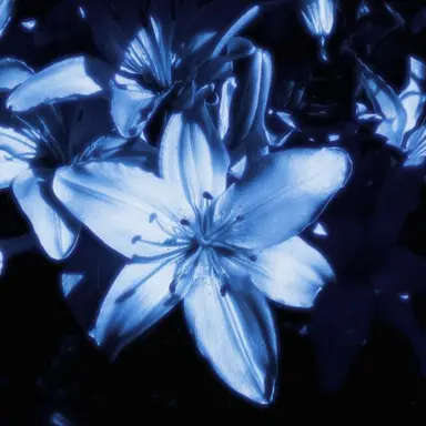 Profile image of 행크