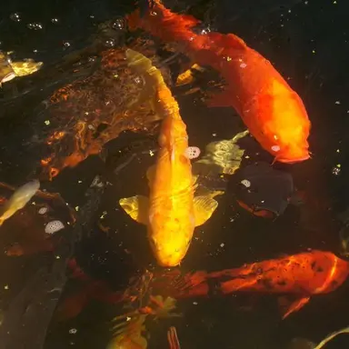 Profile image of 코마