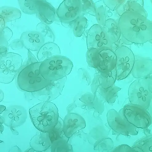 jellyfish.397.의 後悔