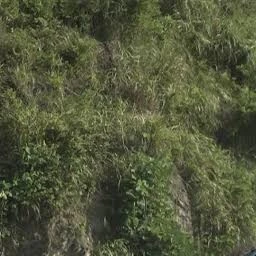 キングダム
