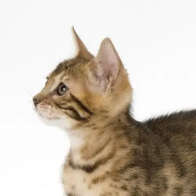 Profile image of Cyrus