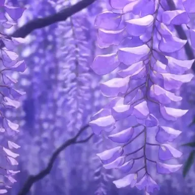 Profile image of 코쵸우