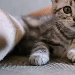 nyannyan24z의 🐱🐱