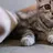 マロときなこ