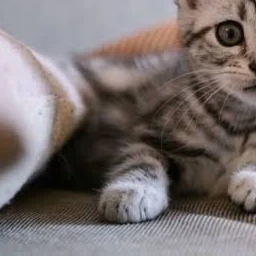 マロときなこ