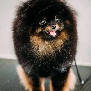 Profile image of 검둥이