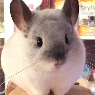 Profile image of 칠칠이