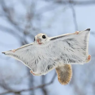 Profile image of 부아