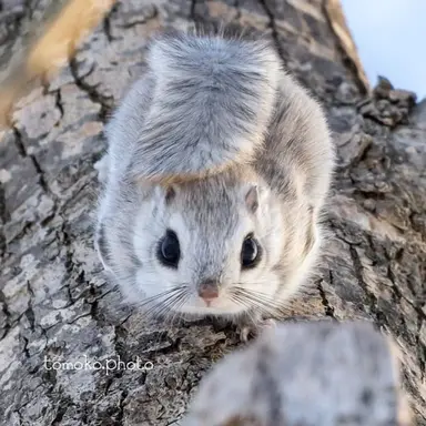 Profile image of 두부