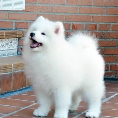 Profile image of 흰둥이