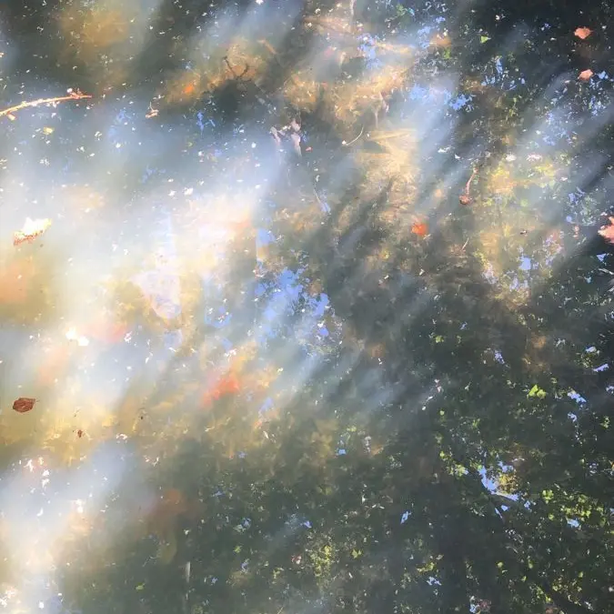 SimpleNote0853의 내가 탄산수양이 된다면