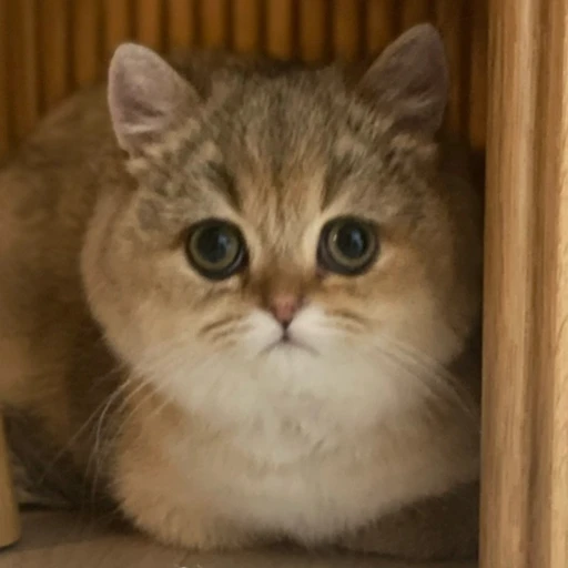 천재 고양이 김찐빵