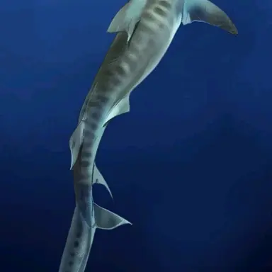 Profile image of Ame