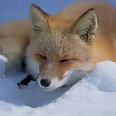 Profile image of 여우