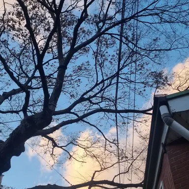 Profile image of 공룡