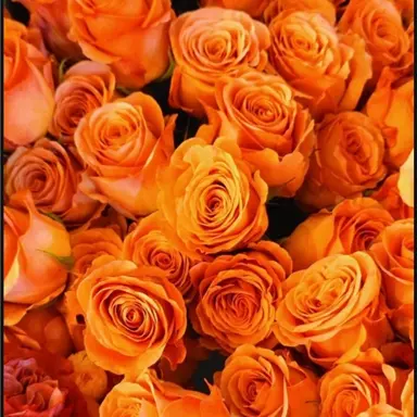 Profile image of 박덕개