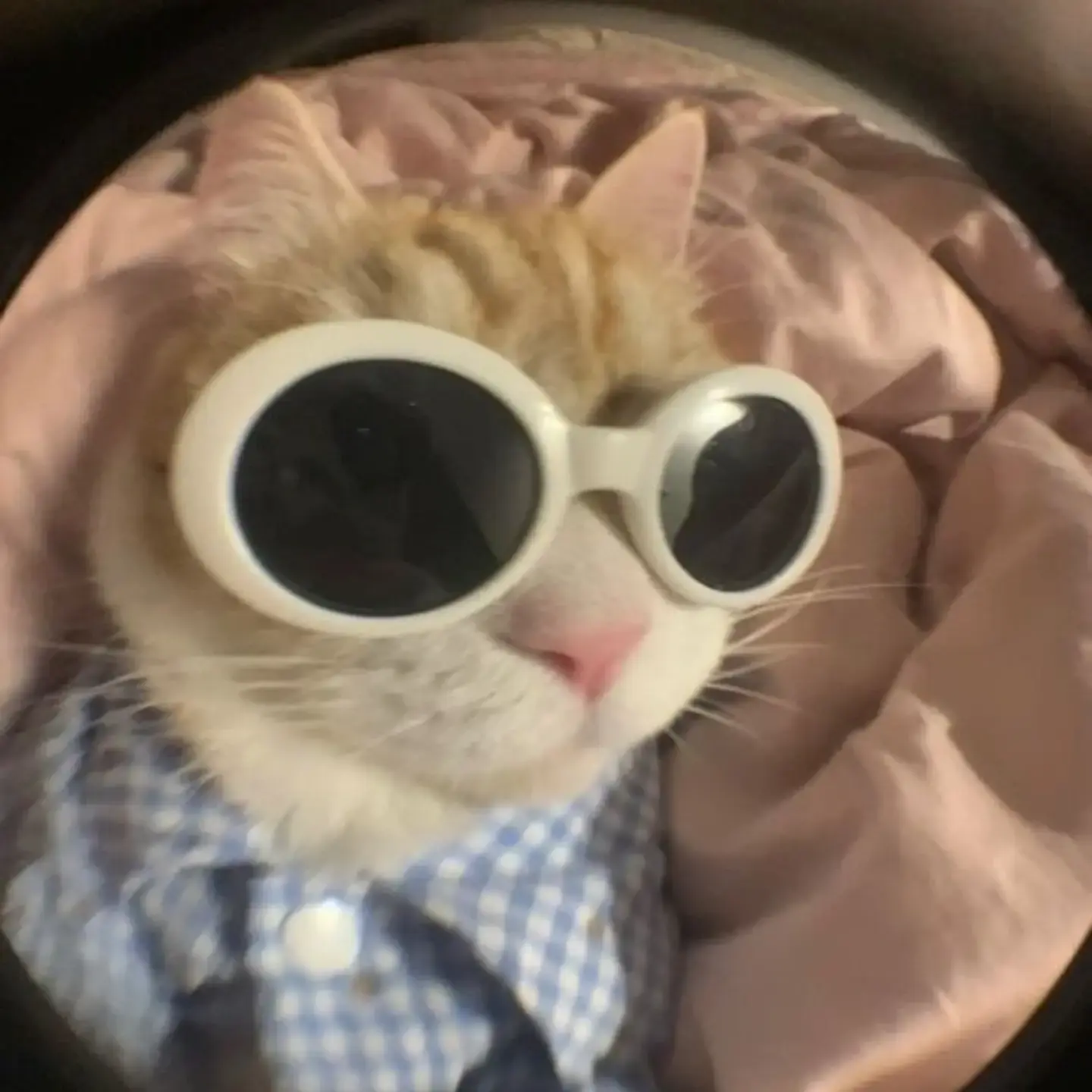 DaftAge7151의 감귤모자(해서)