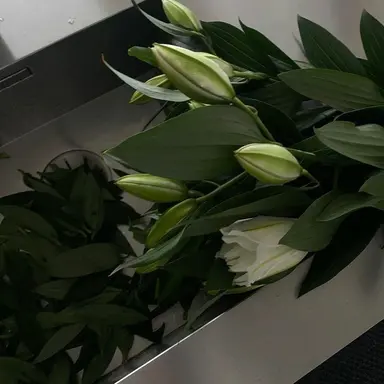 Profile image of 오뉴