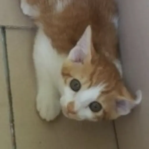 FoulQuake8874의 고양이